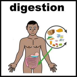 Digestion