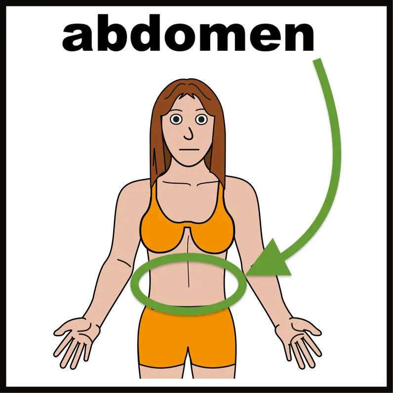 Abdomen area