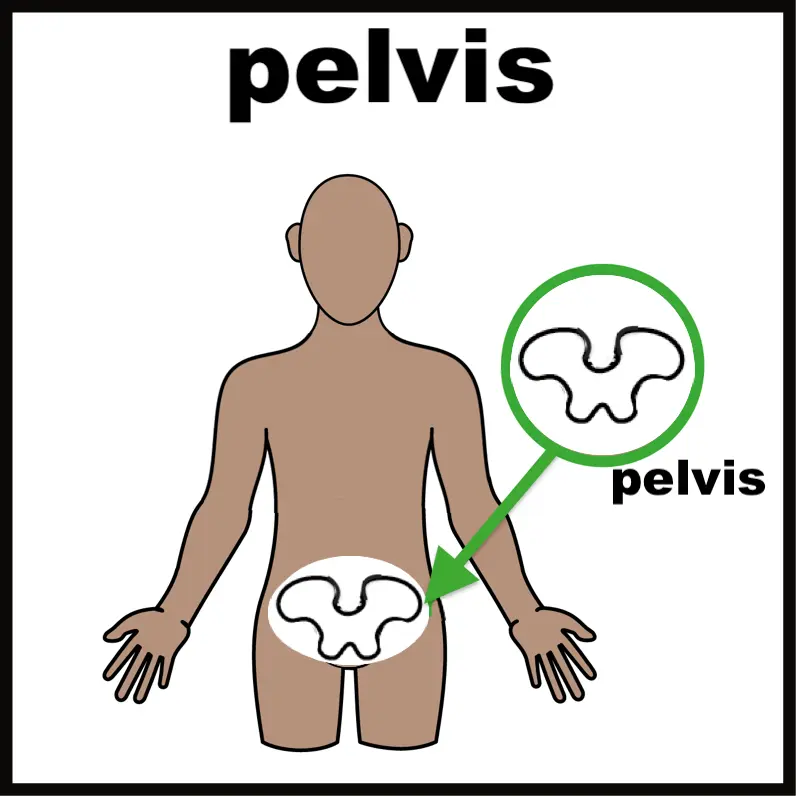 The pelvis area.