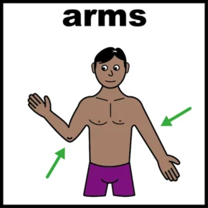 Arms