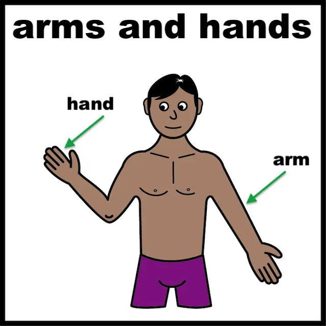 Arms and hands