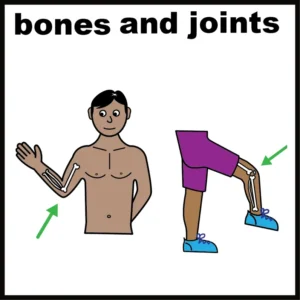 Bones and Joints