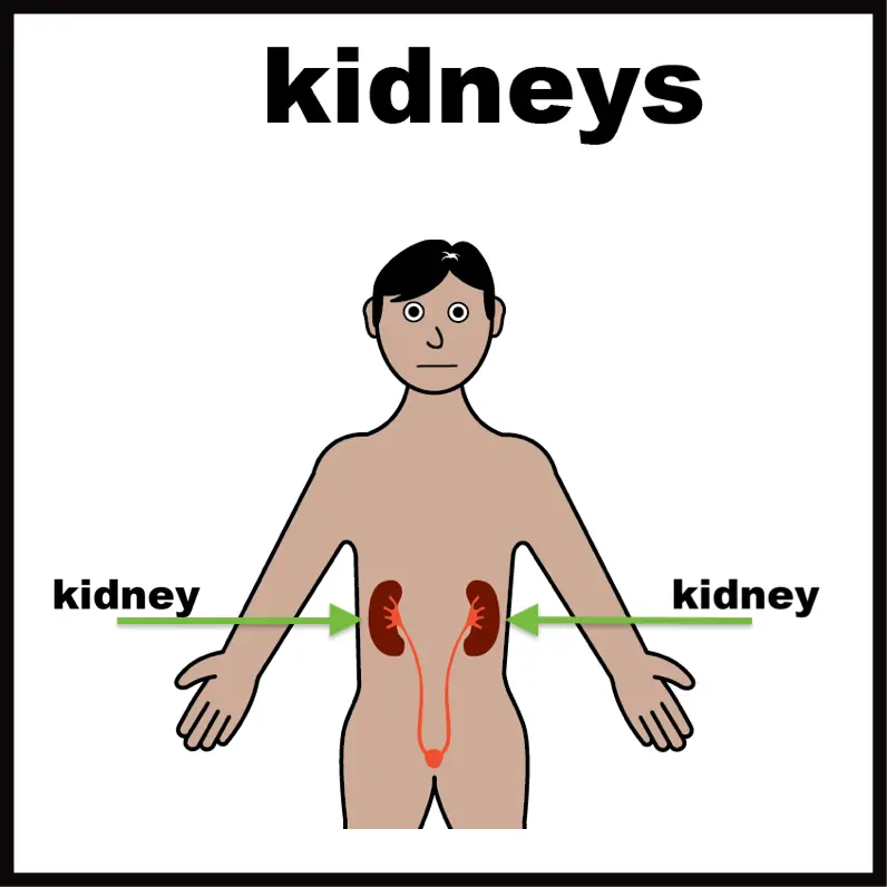 The kidneys