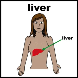 Liver.