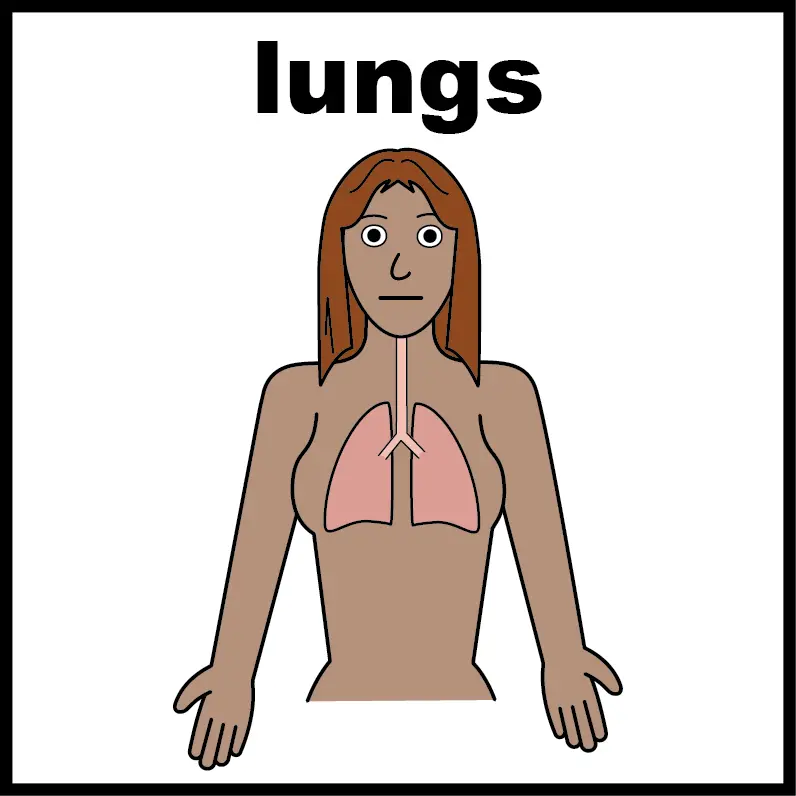 Lungs