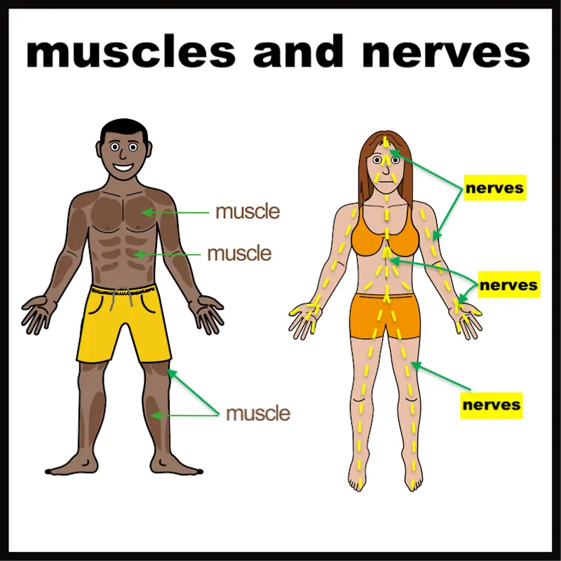 Muscles nerves